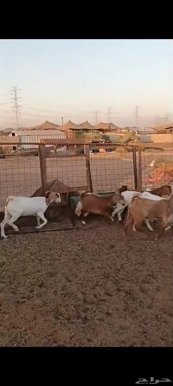 9 جفار مقاني من 1200 5