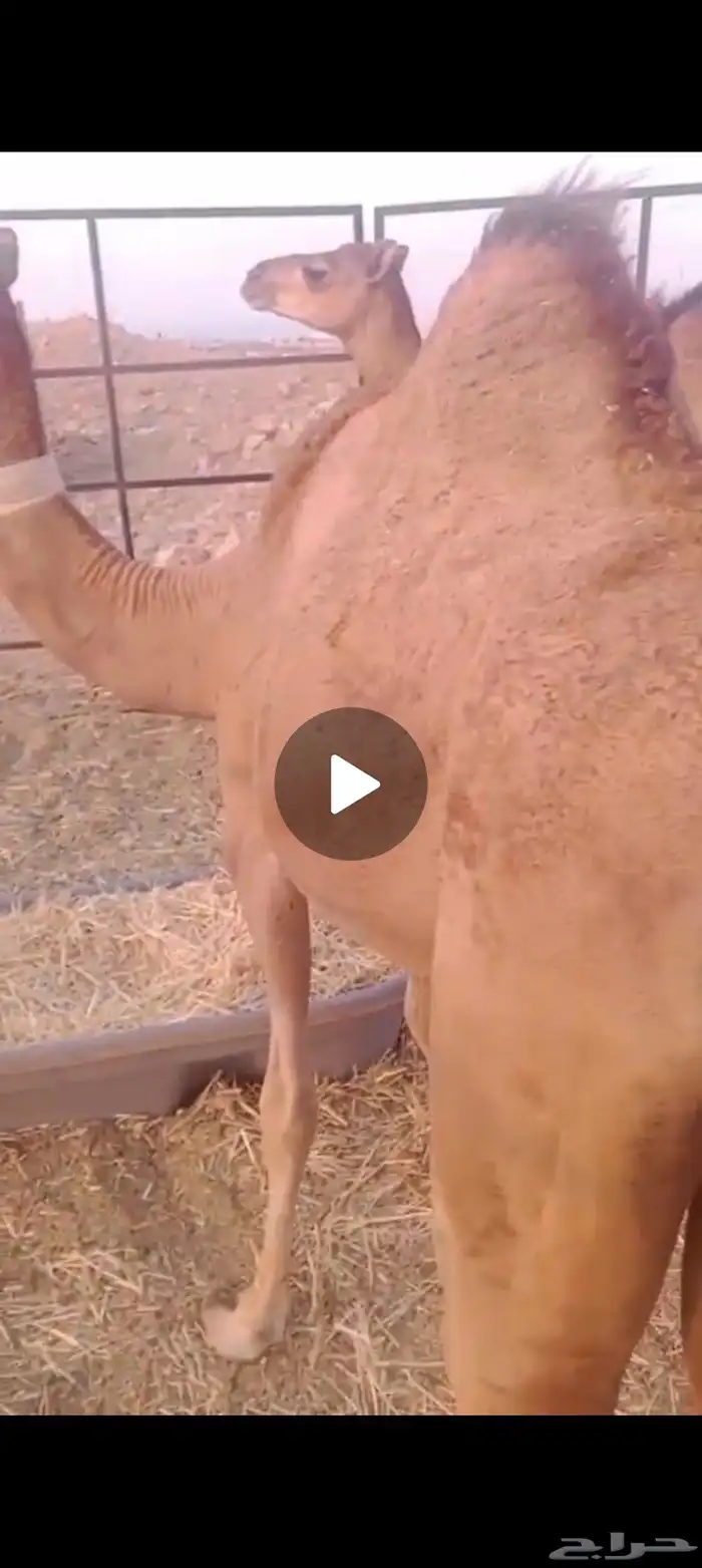 قعدان العدد 2 شحم العمر تسعه اشهر 1