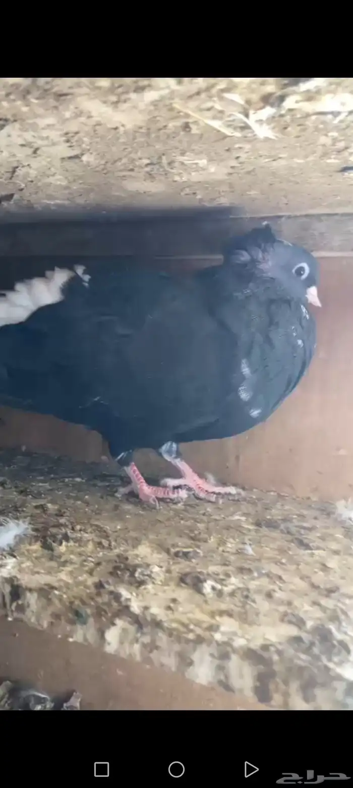 زوج حمامه قطيفي 0