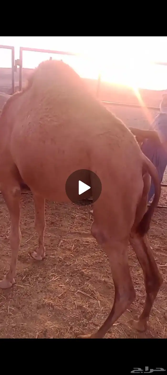 قعدان العدد 2 شحم العمر تسعه اشهر 0