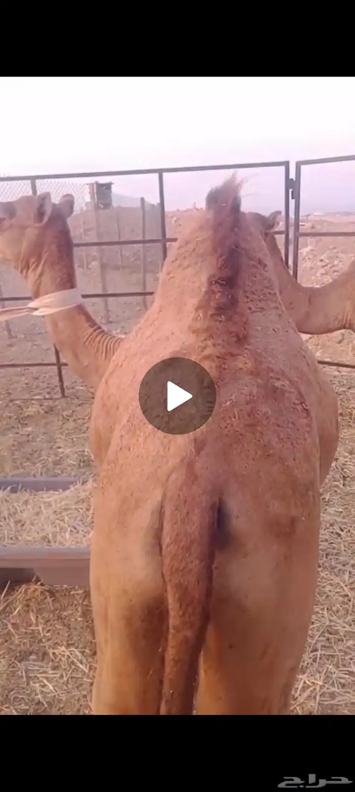 قعدان العدد 2 شحم العمر تسعه اشهر 2