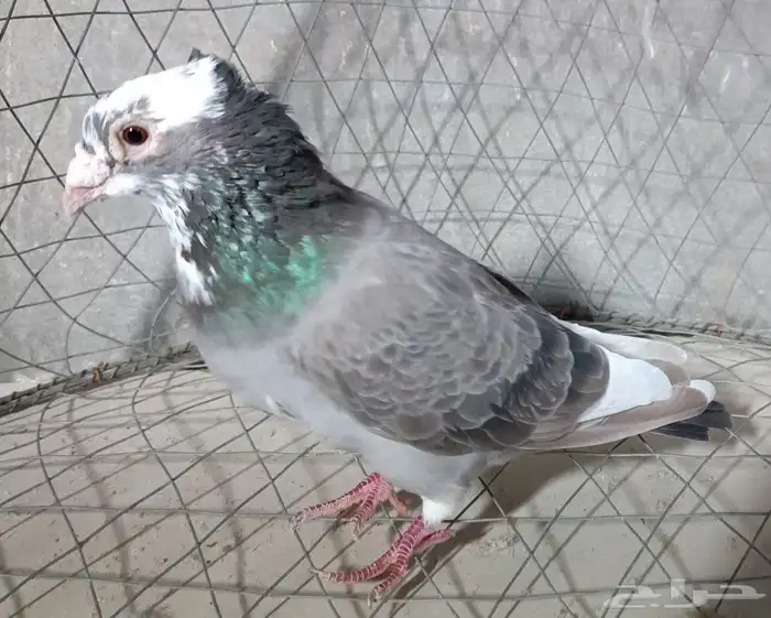 حمام زاجل - الوان مختلفة 2