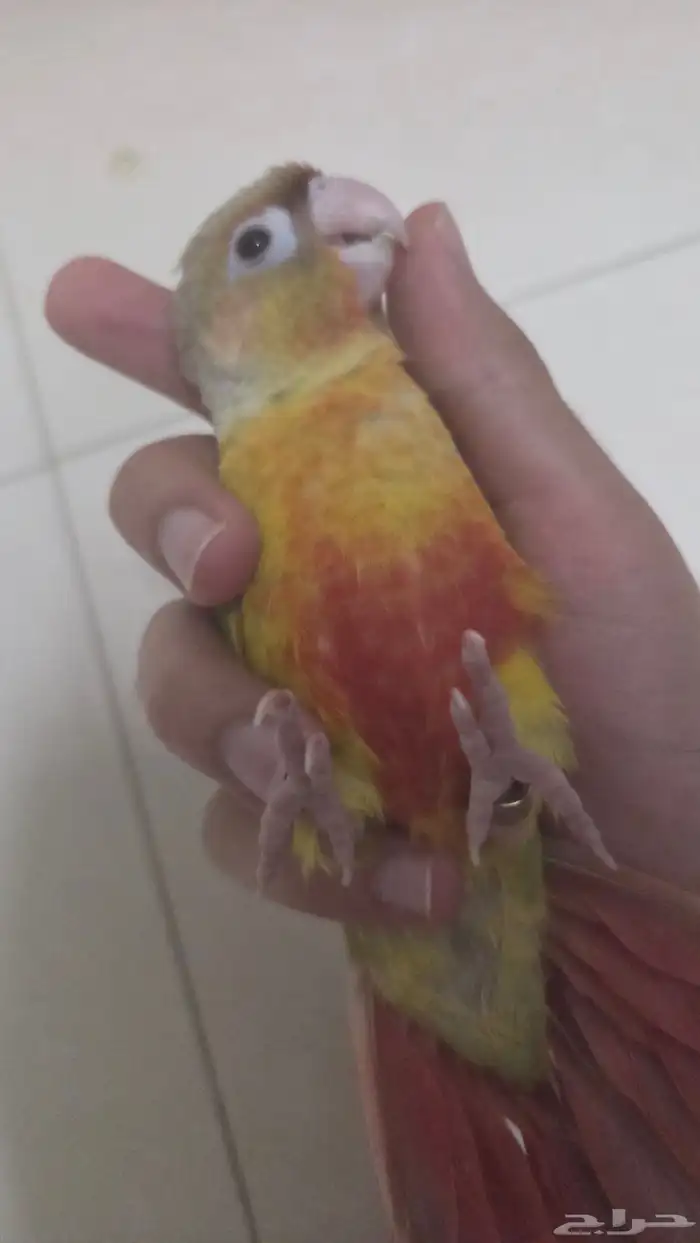 طير كنيور 500 5