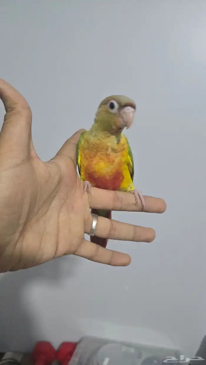 فروخ كنيور اليف ( تم البيع ) 8