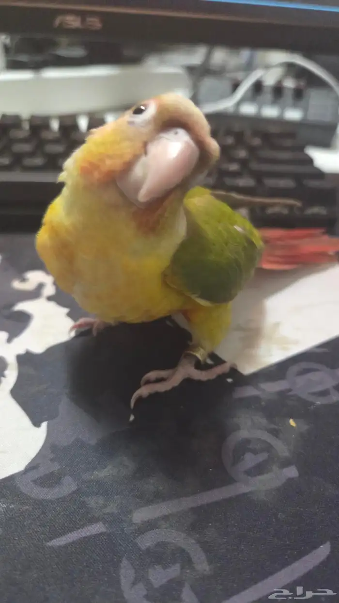 طير كنيور 500 0