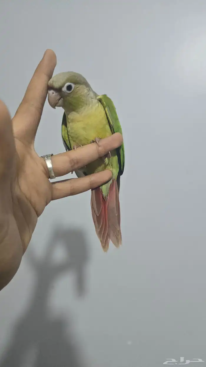 فروخ كنيور اليف ( تم البيع ) 9