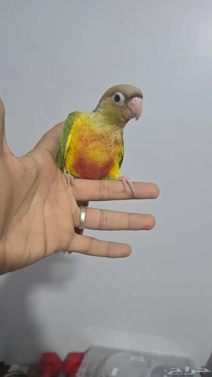 فروخ كنيور اليف ( تم البيع ) 7