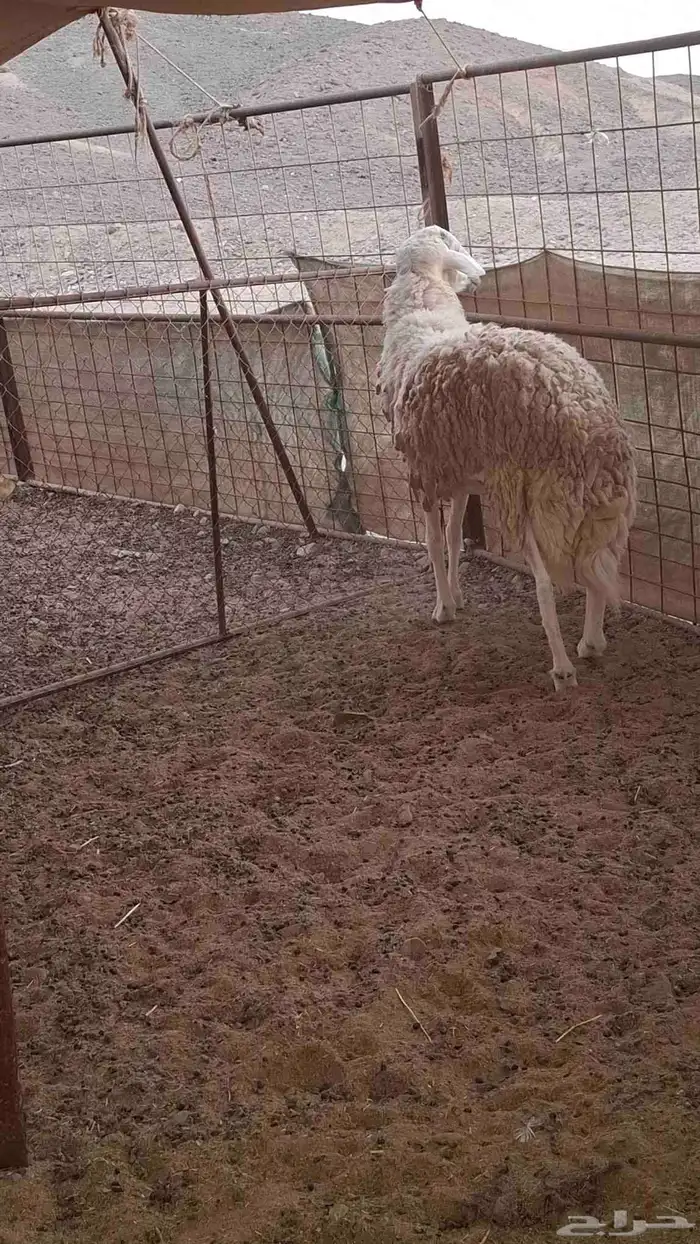 طلي فحل صنف الصنف 1