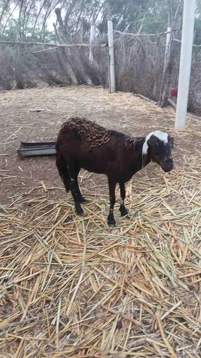 نعجه سواكني فاخره 1