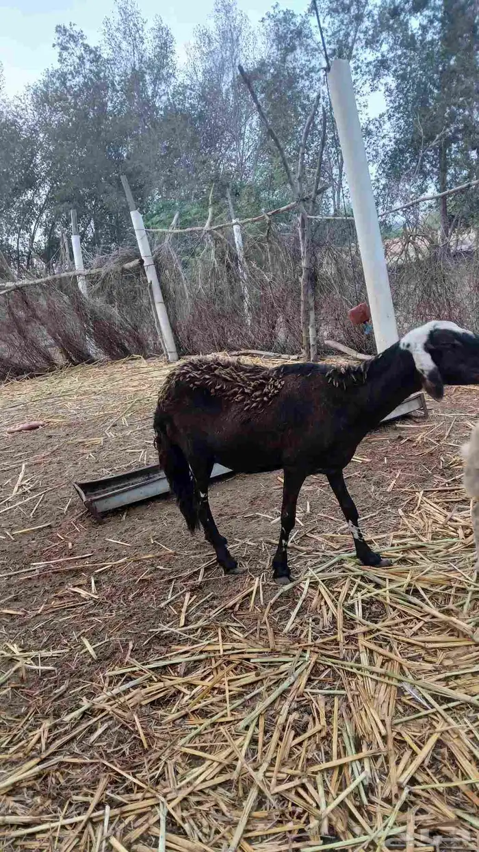 نعجه سواكني فاخره 0