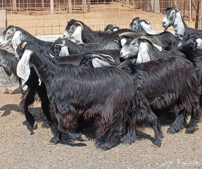 معزا عوارض صغار سنون العدد 15 منوه القناي 34