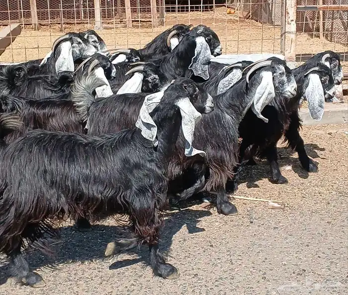 معزا عوارض صغار سنون العدد 15 منوه القناي 26