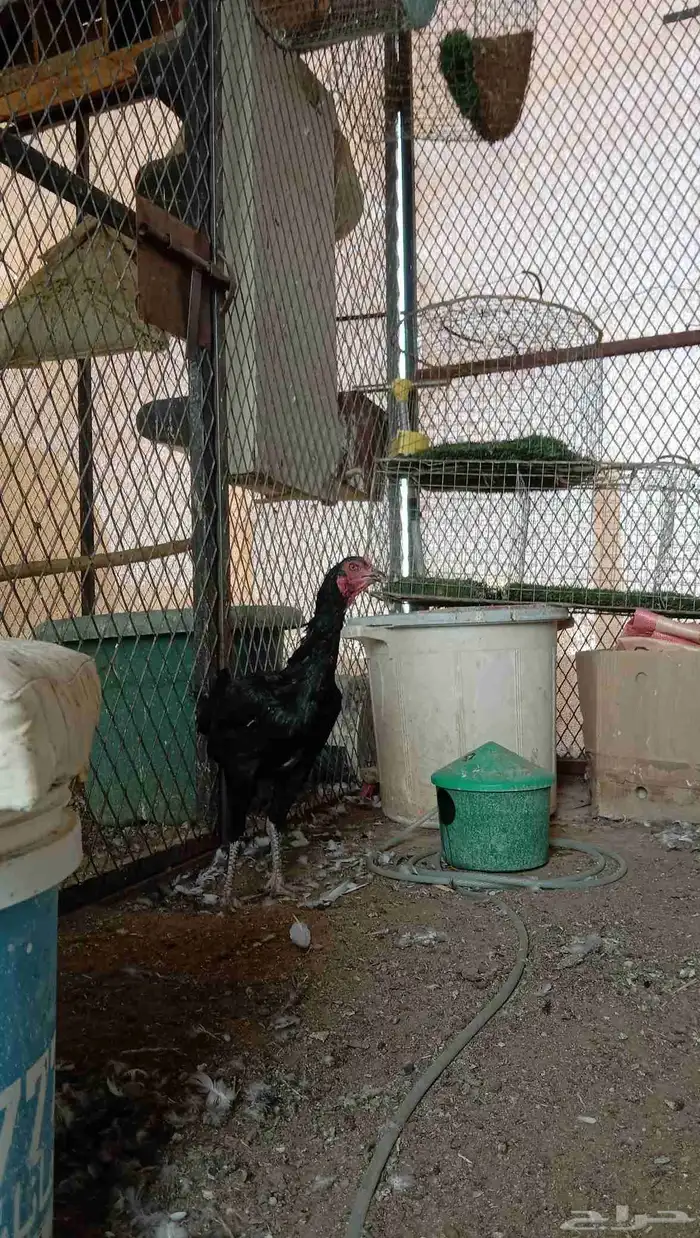 دجاجه شامو هجين مع سندي 2