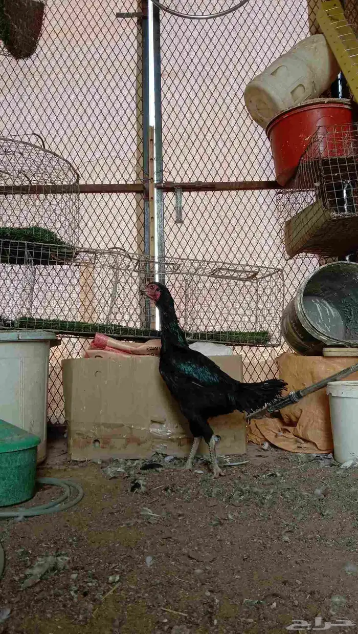 دجاجه شامو هجين مع سندي 1