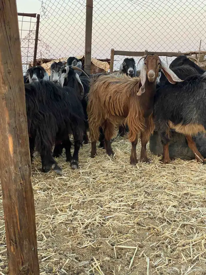 مراح معزا للبيع 2