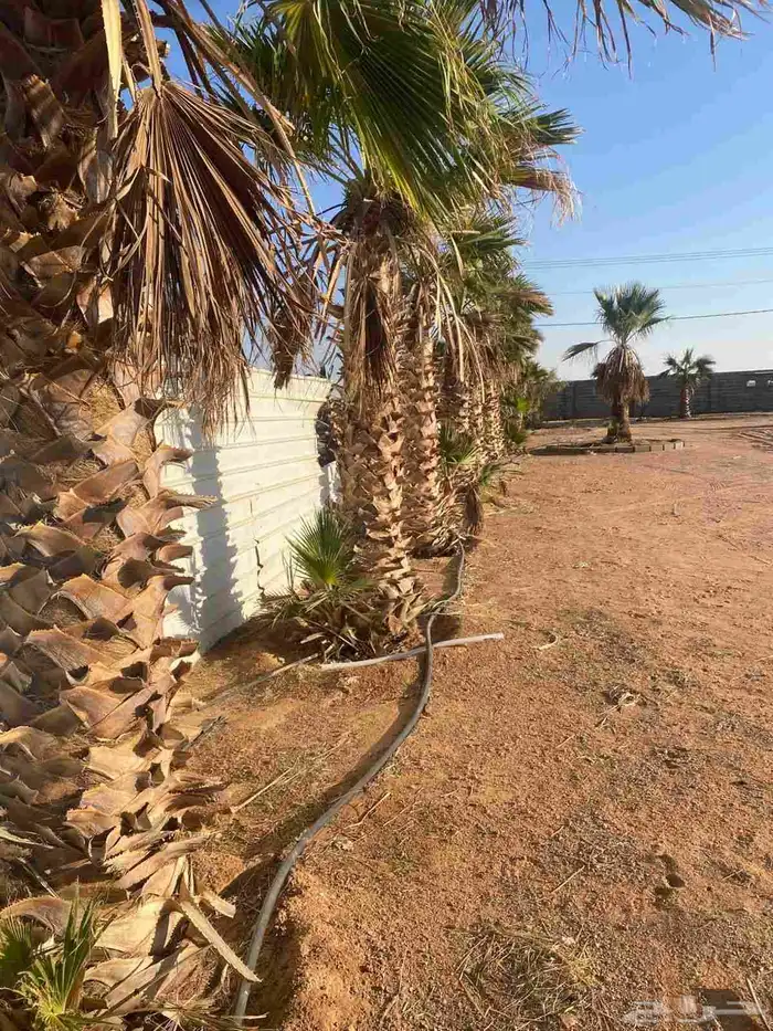 نخيل زينه امريكي 3