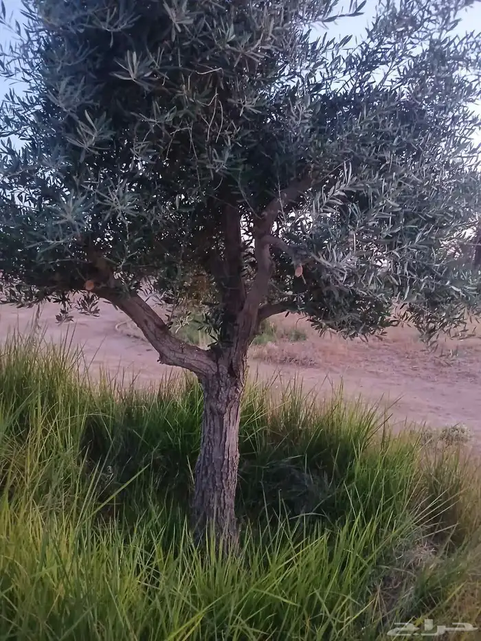 يوجد لدينا زيتون معمر مثمر جميع الأحجام ويوجد وسط ويوجد شتلا 4