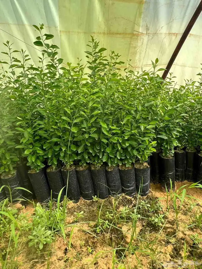 أشجار زيتون ونخل مثمرللبيع وأشجار بريه وتركيب الشبوك 7