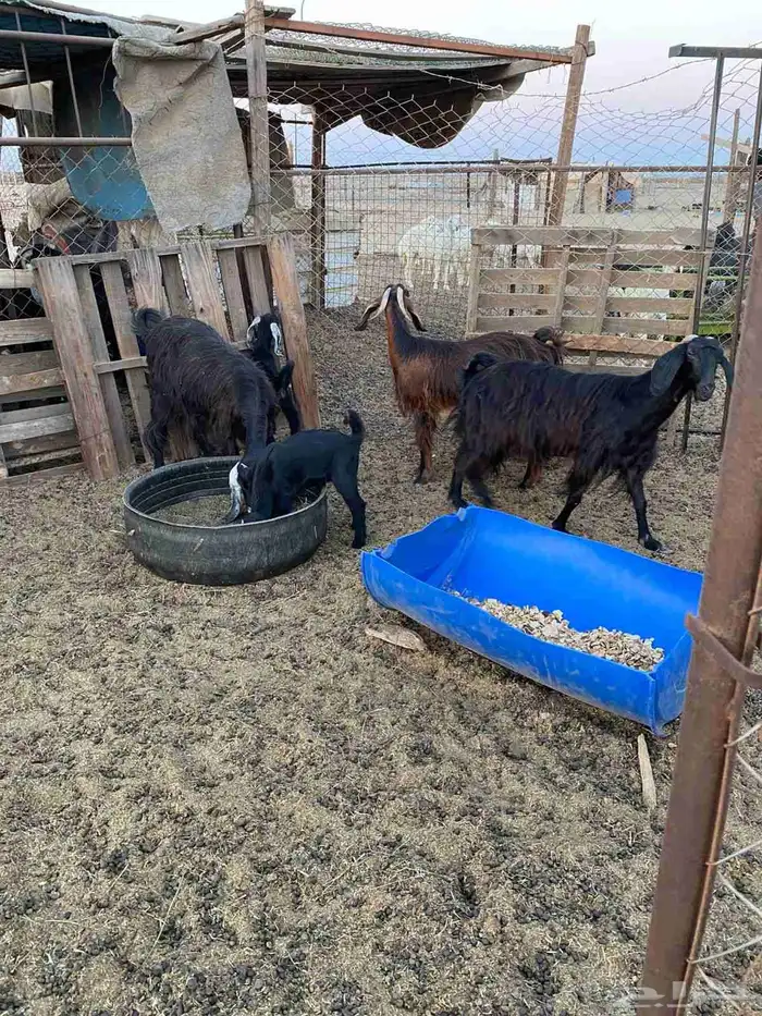 مراح معزا للبيع 4