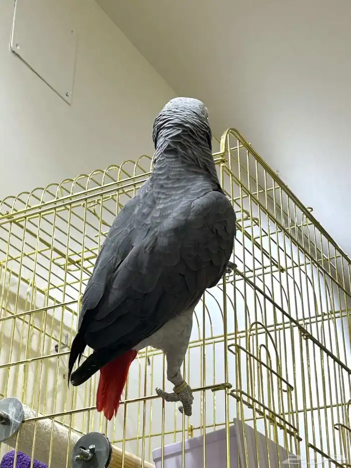 ببغاء كاسكو متكلام عندة كلام سورة الإخلاص وكلام كثير 5