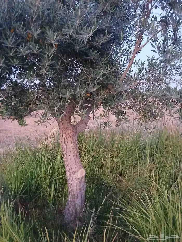 يوجد لدينا زيتون معمر مثمر جميع الأحجام ويوجد وسط ويوجد شتلا 3