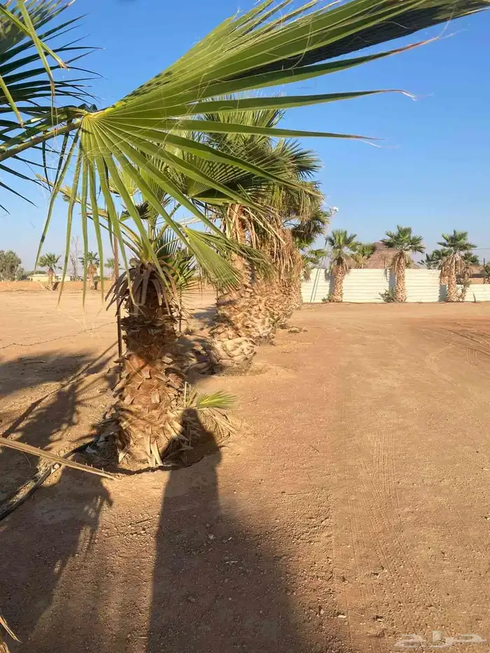 نخيل زينه امريكي 2