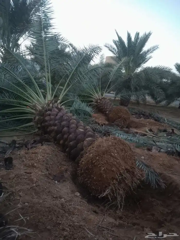 نخل عربي 6