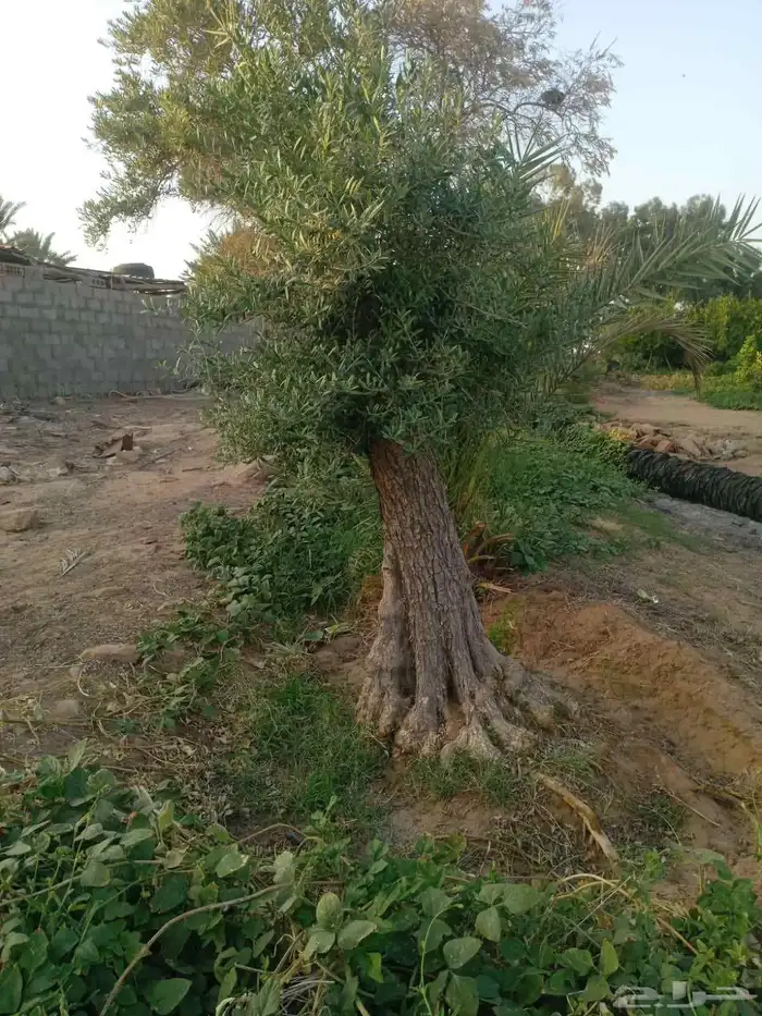يوجد لدينا زيتون معمر مثمر جميع الأحجام ويوجد وسط ويوجد شتلا 0