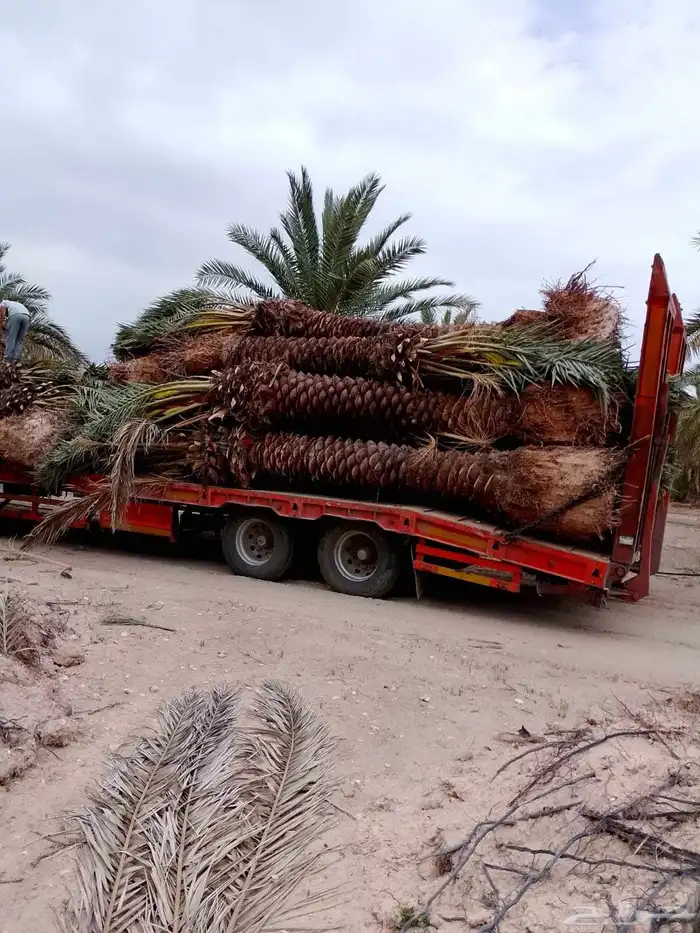 مقاول نخل عربي ونخل واشنطنيا مع اعماله قلع غرس تكريب وتحويض 16