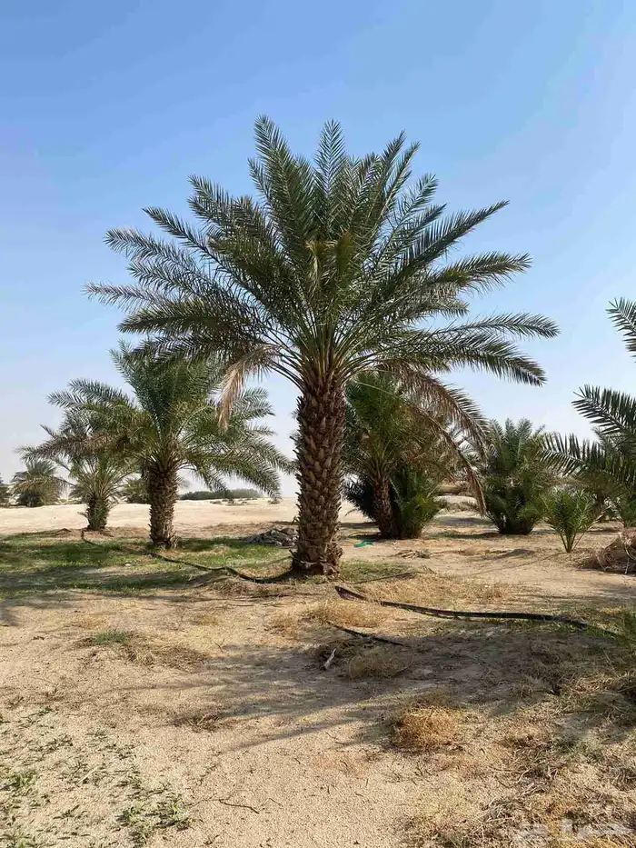 مقاول نخل عربي ونخل واشنطنيا مع اعماله قلع غرس تكريب وتحويض 13