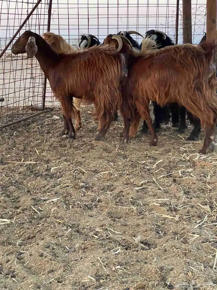 مراح معزا للبيع 3