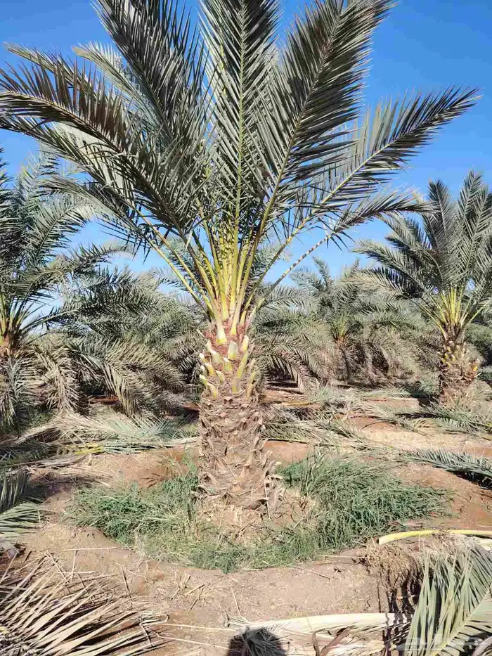 نخل عربي 2