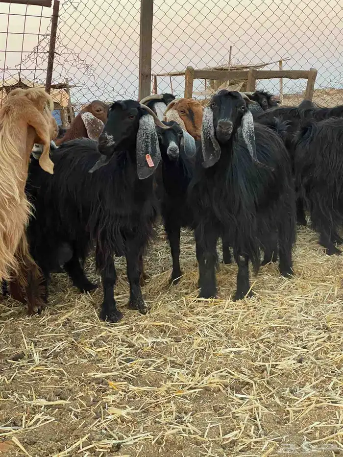 مراح معزا للبيع 0