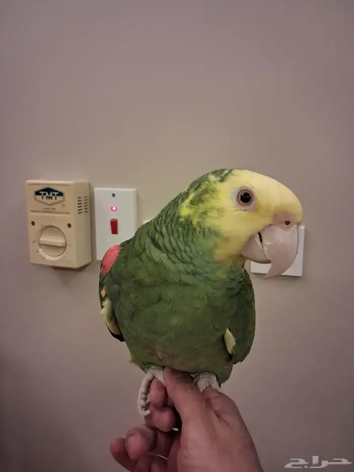 أمازوني دبل هيد ماقنا كابتن 1