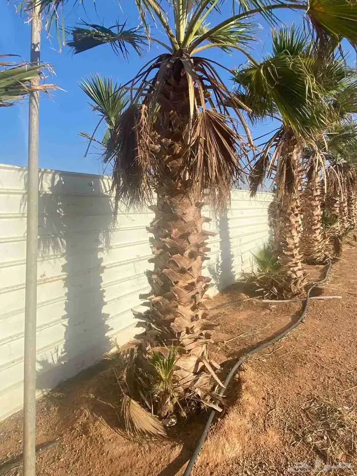 نخيل زينه امريكي 4