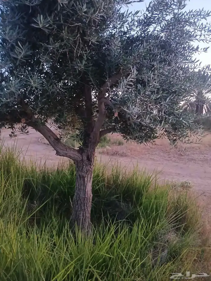 يوجد لدينا زيتون معمر مثمر جميع الأحجام ويوجد وسط ويوجد شتلا 2