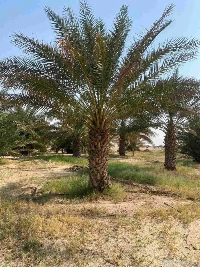 مقاول نخل عربي ونخل واشنطنيا مع اعماله قلع غرس تكريب وتحويض 14