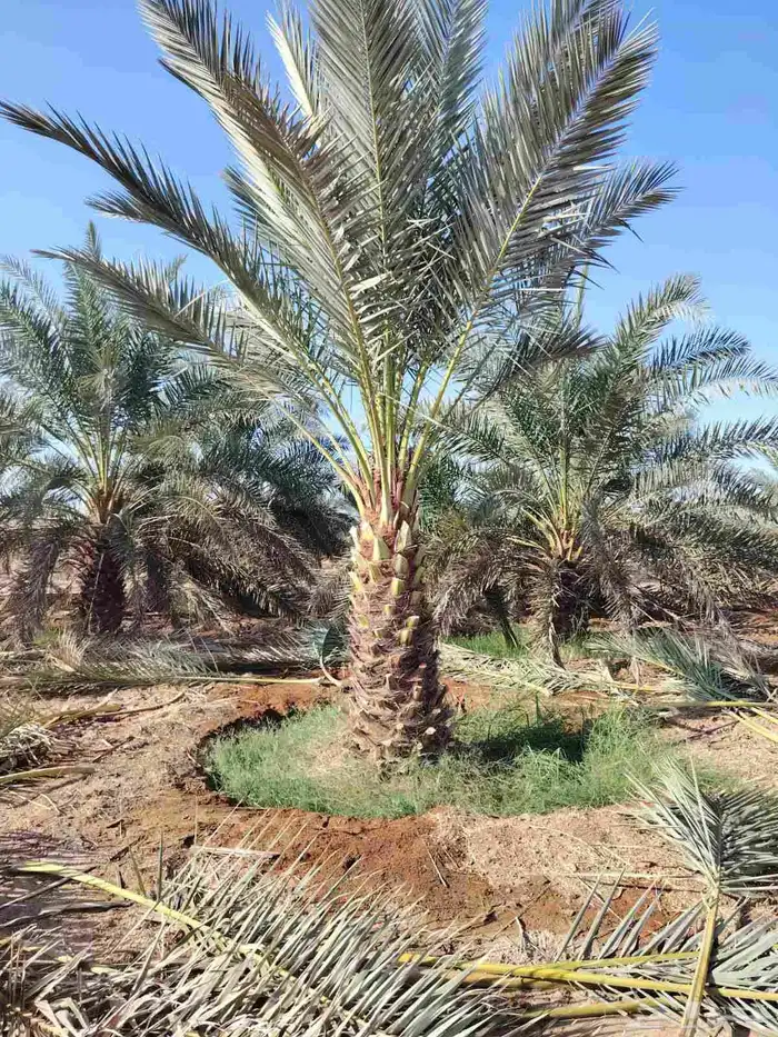 نخل عربي 3