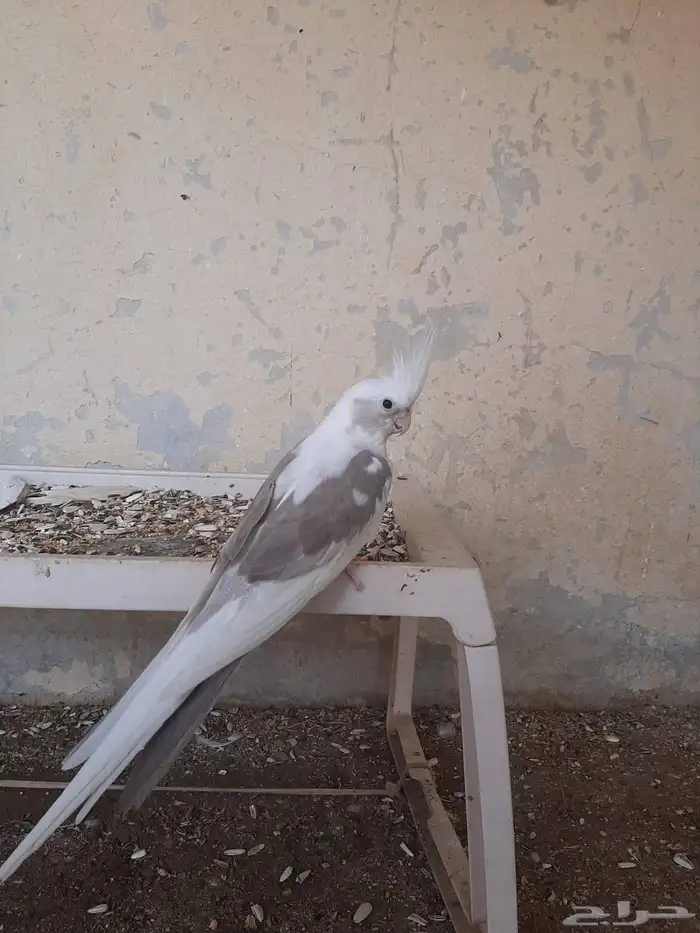 كروان لاتينو و وايت فيس 0