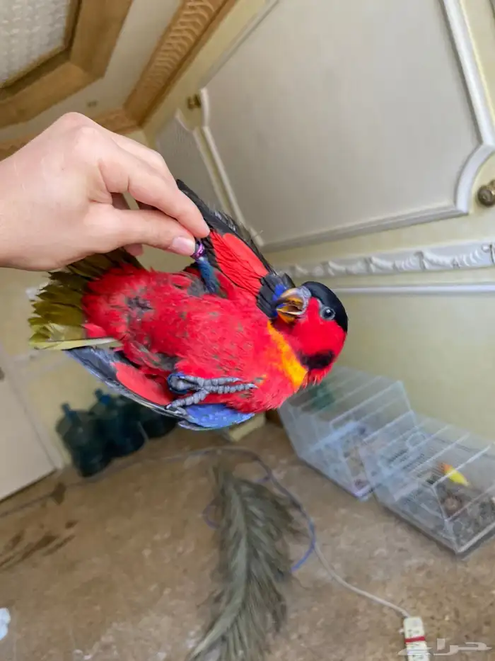 لوري بلا كاب يلو بايد 2