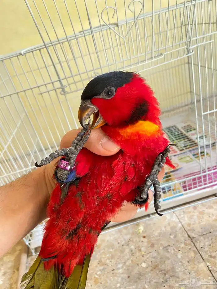 لوري بلا كاب يلو بايد 3