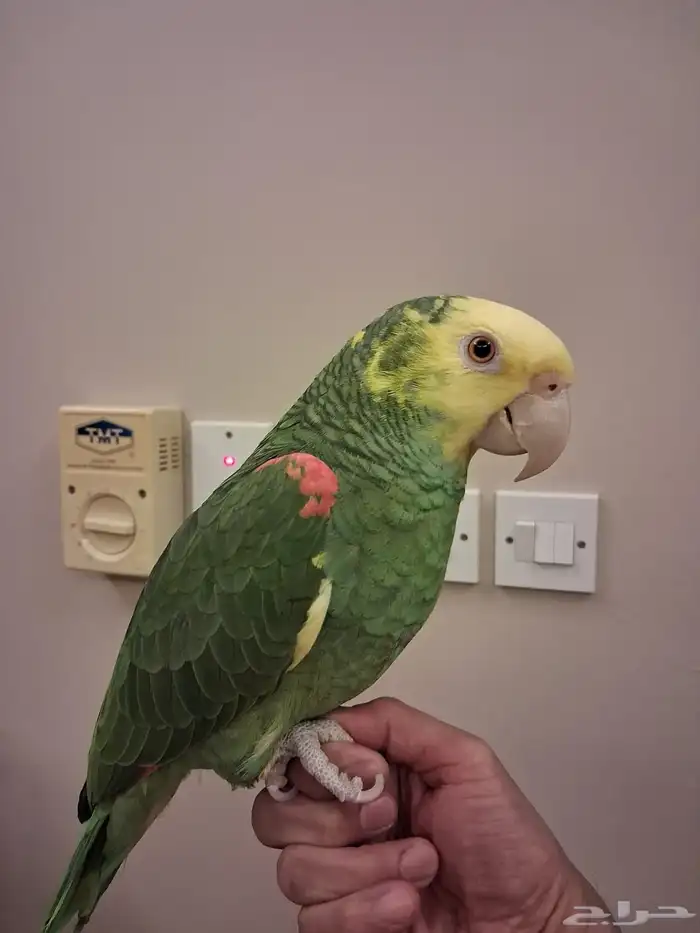 أمازوني دبل هيد ماقنا كابتن 0