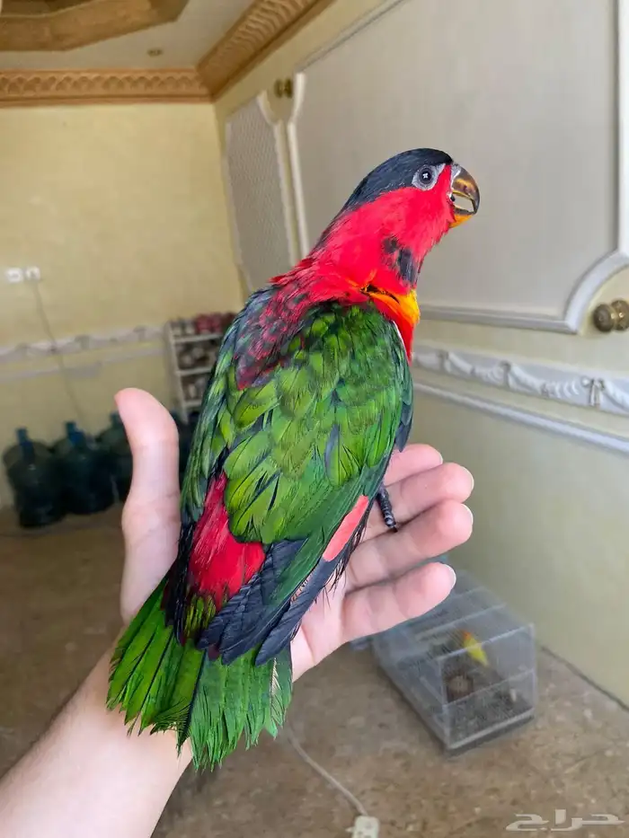 لوري بلا كاب يلو بايد 1