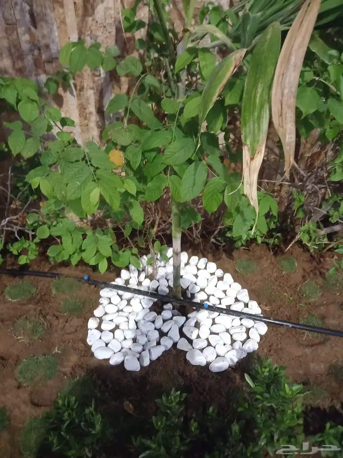 مشتل زراعة 19