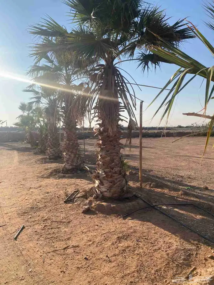 نخيل زينه امريكي 1