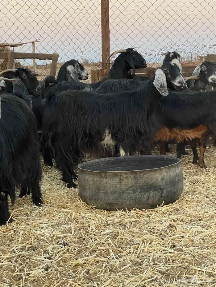 مراح معزا للبيع 1