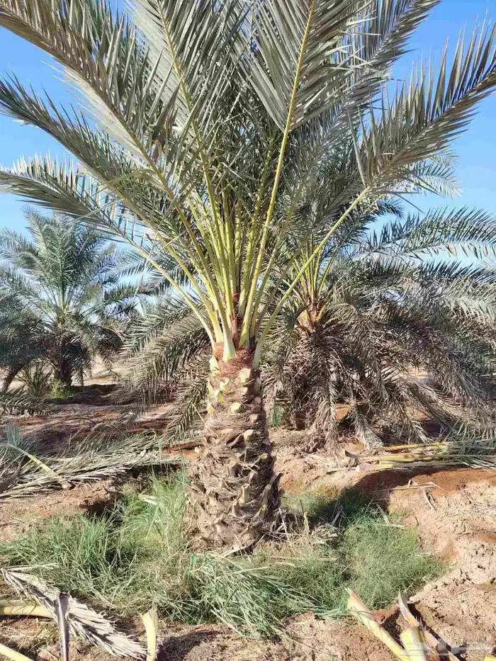 نخل عربي 1