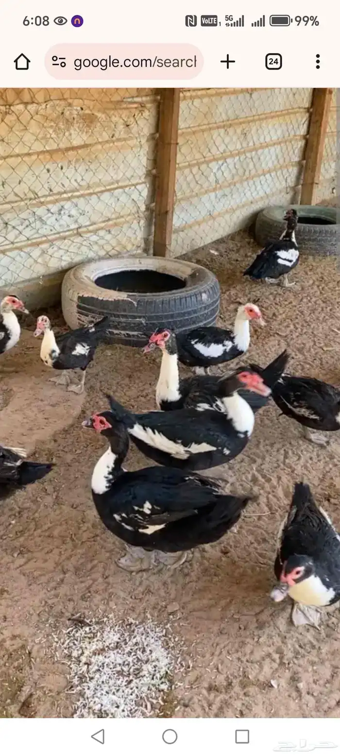 بط مسكوفي شباب 0