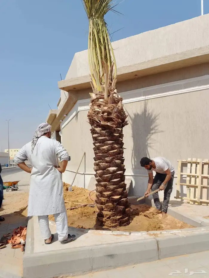 يوجد لدينا توريد جميع انواع نخيل 0