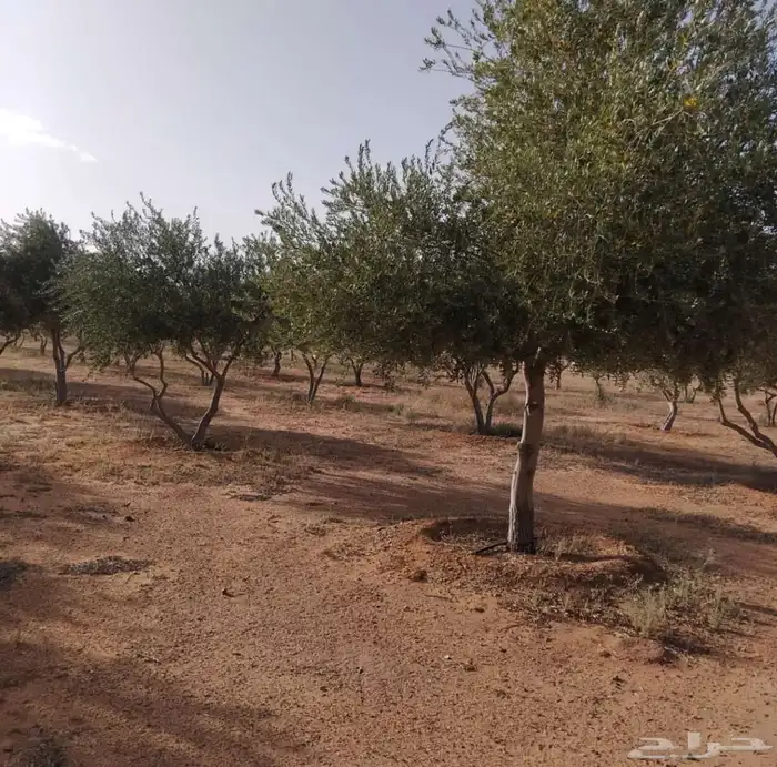 يوجد لدينا زيتون معمر مثمر جميع الأحجام ويوجد وسط ويوجد شتلا 8